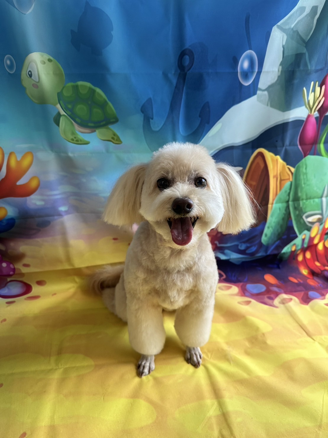 MIXのこはくちゃん トリミングコース