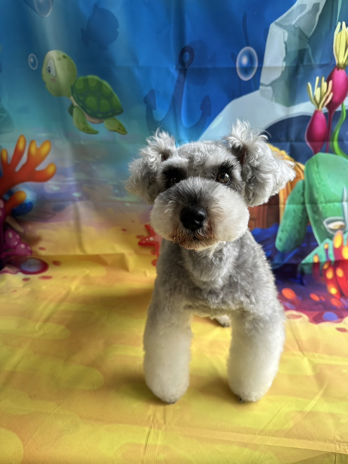 シュナウザーのペッパーちゃん グルーミングコース