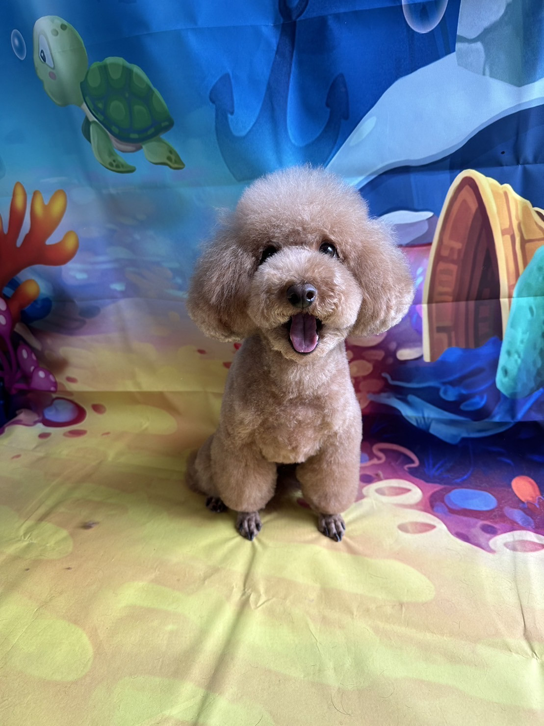 プードルのここあちゃん トリミングコ ース