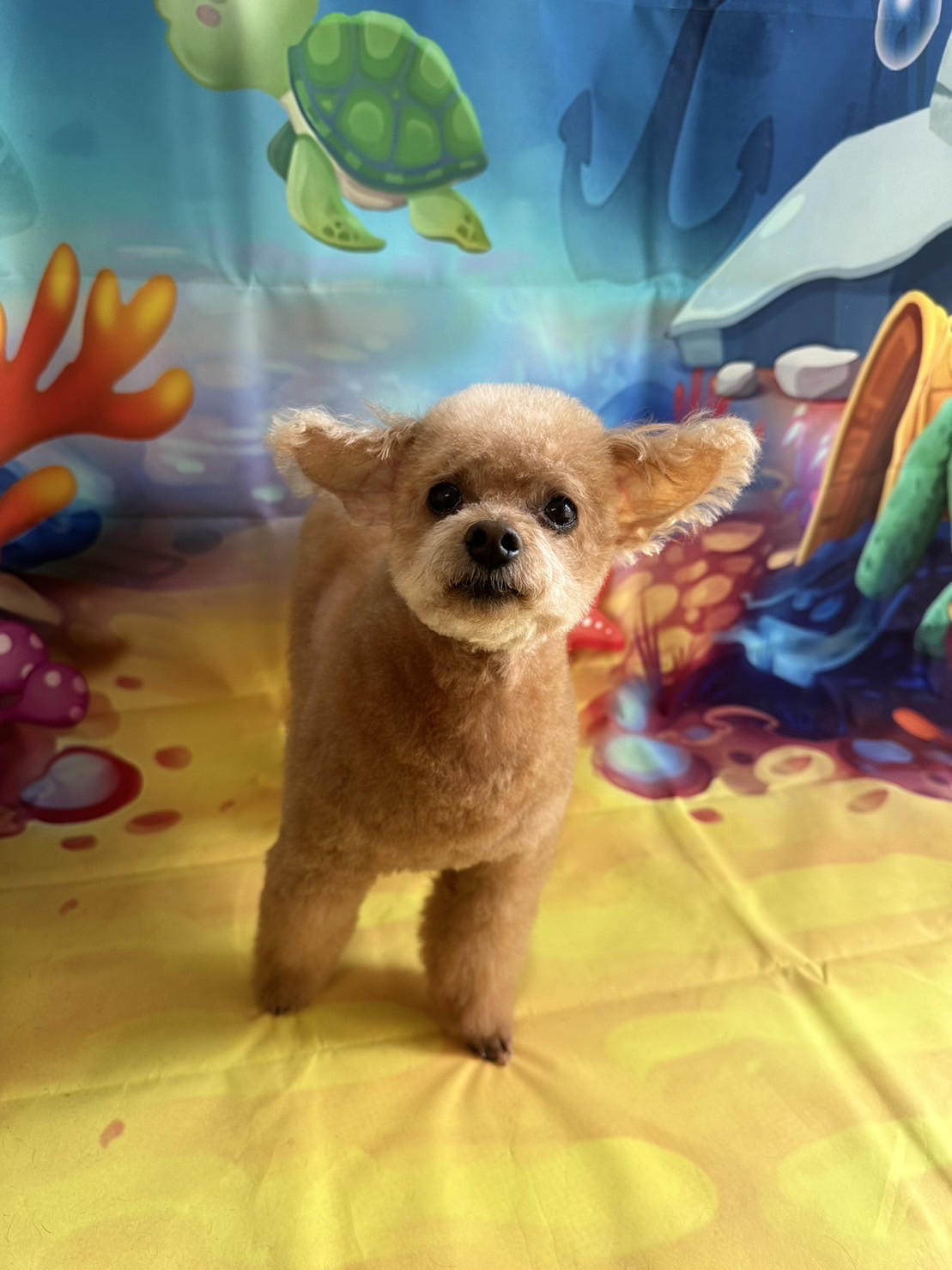 プードルのハルちゃん トリミングコース デンタル