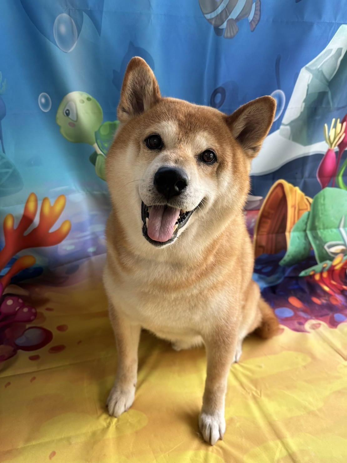 柴のコロンブスちゃん グルーミングコ ース