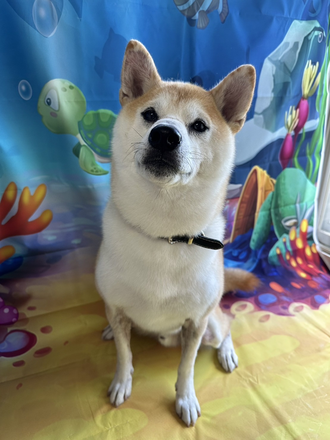 柴の太郎ちゃん グルーミングコース