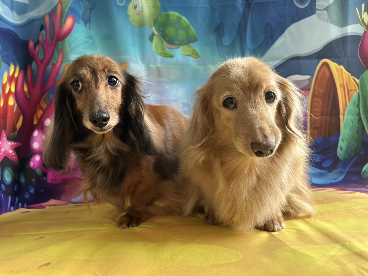 ダックスのきなこちゃん&ココアちゃん グルーミングコース 部分カット