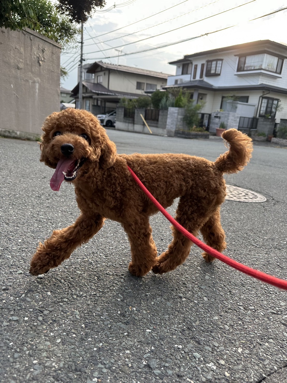 プードルのことちゃん　お泊まりの様子
