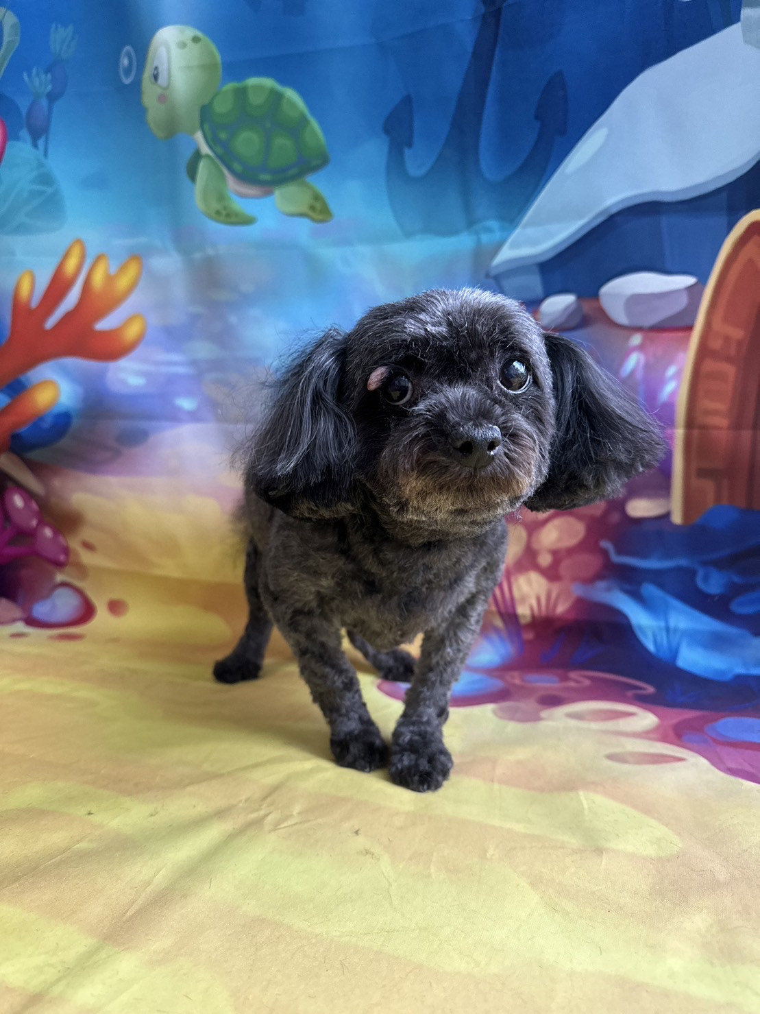 MIXのふぅーちゃん トリミングコース