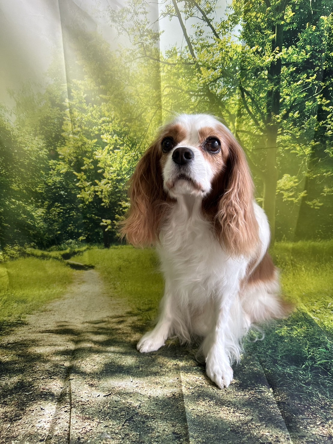 キャバリアのレノンちゃん グルーミングコース デンタル