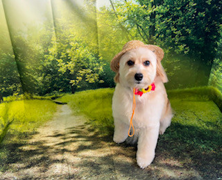 MIX あられちゃん トリミングコース