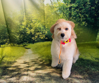 MIX あられちゃん トリミングコース