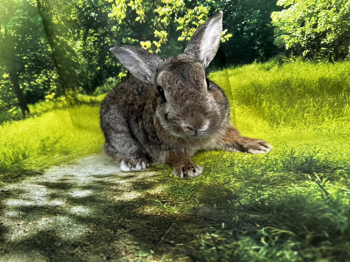 うさぎのピーターちゃん お爪切り