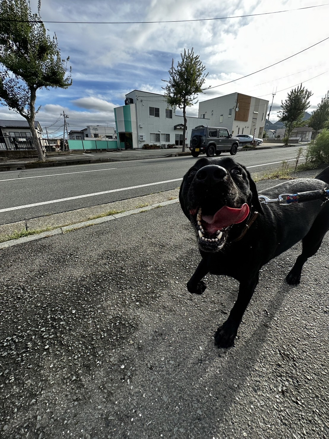 ラブラドールのレオちゃん お泊まりの 様子