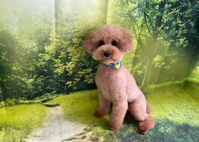 トイプードル まるちゃん トリミングコース