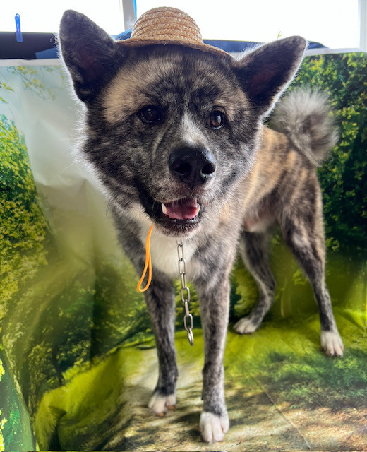 秋田犬 弥勒ちゃん シャンプーコース