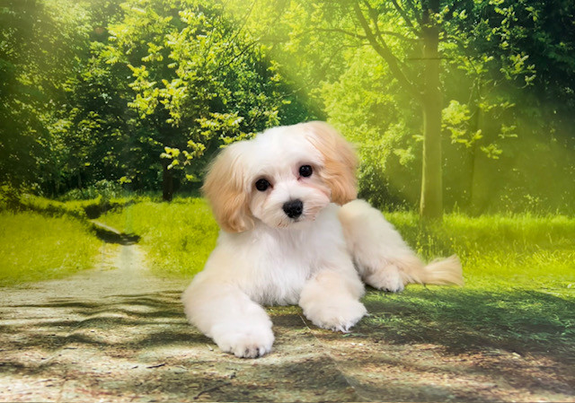 MIX イヴちゃん トリミングコース