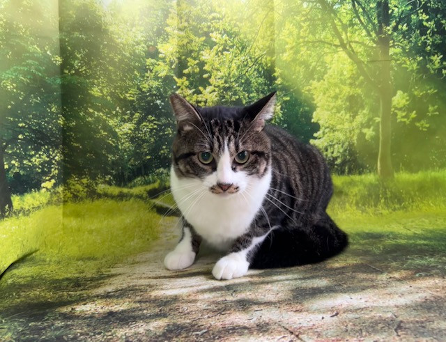 猫 ペロちゃん オプション