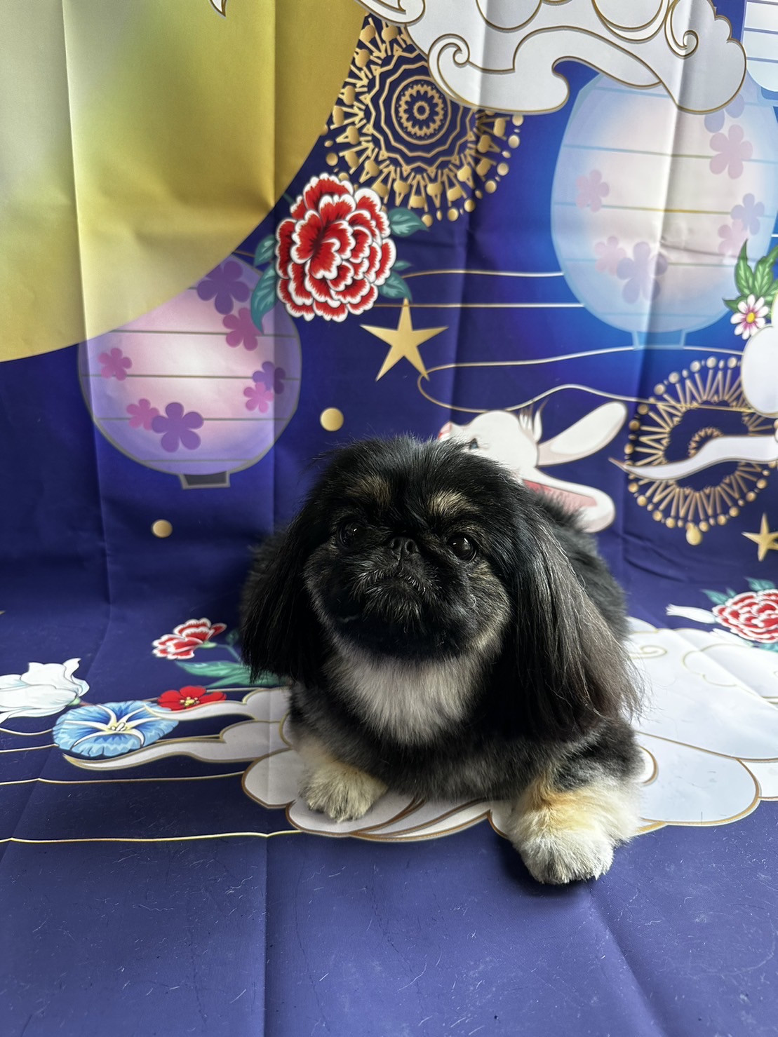 ペキニーズのてんてんちゃん グルーミングコース