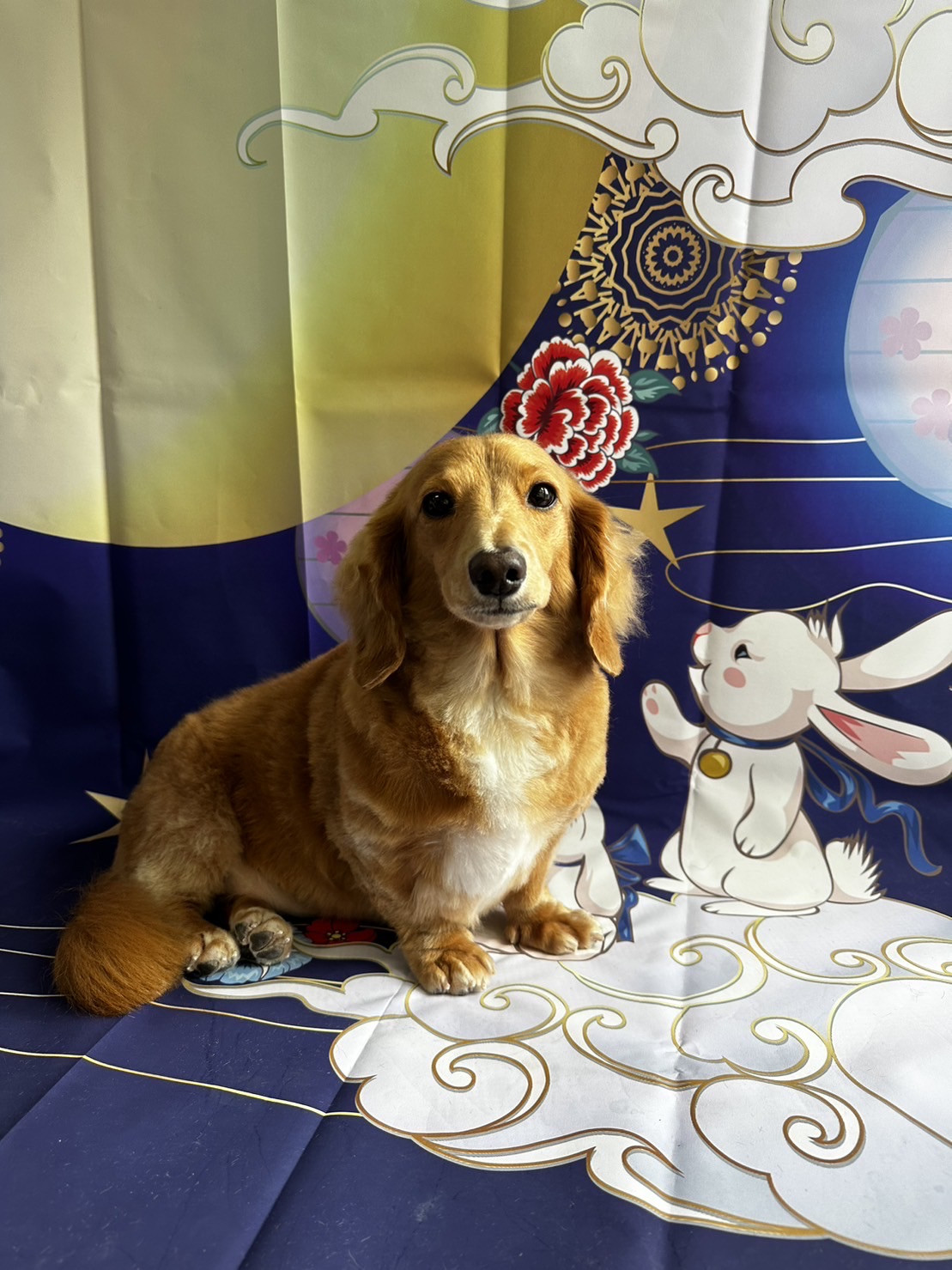 ダックスのモカちゃん トリミングコース デンタル