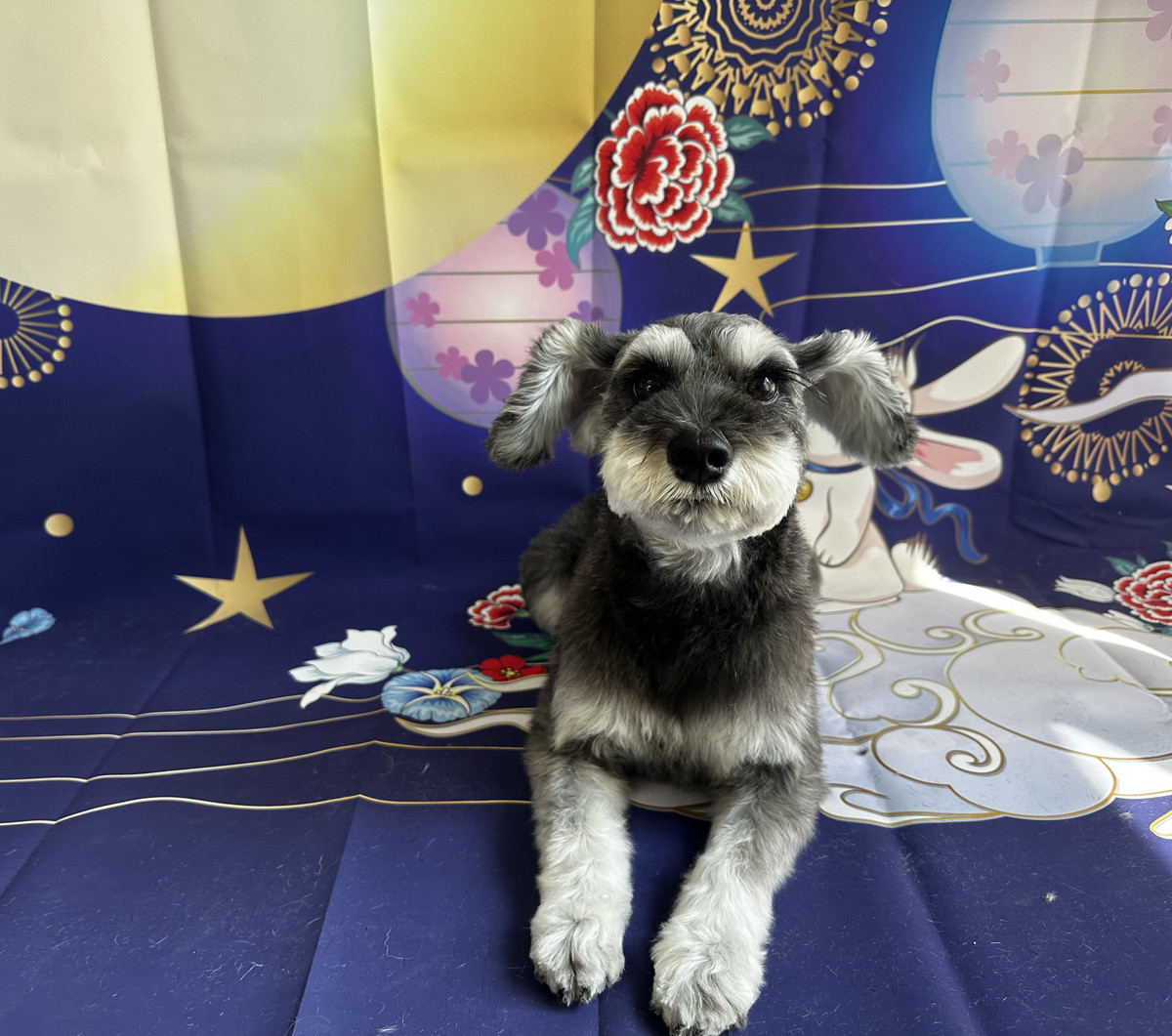 シュナウザーのアンちゃん グルーミングコース 部分カット