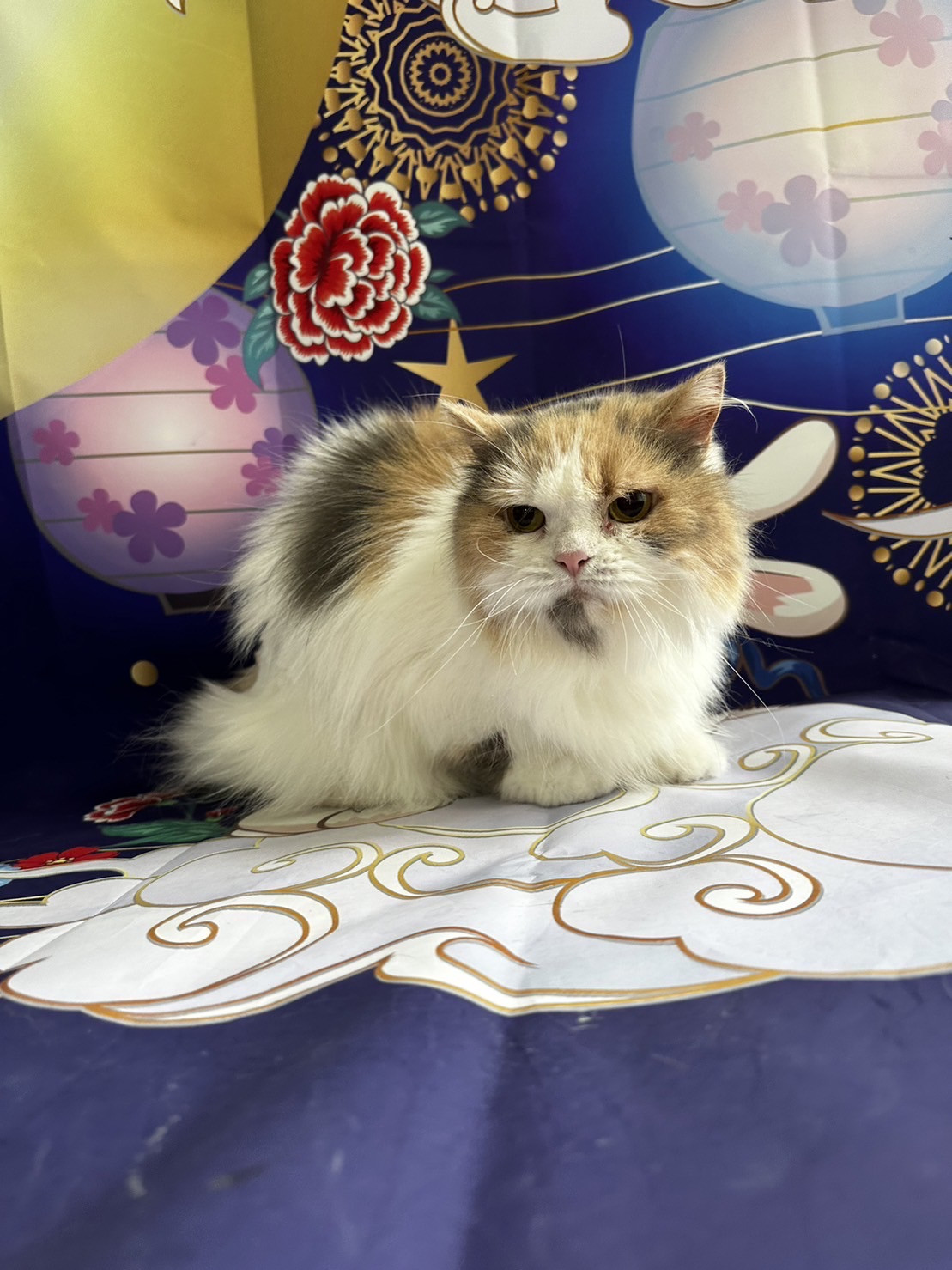 猫のもなかちゃん シャンプーコース