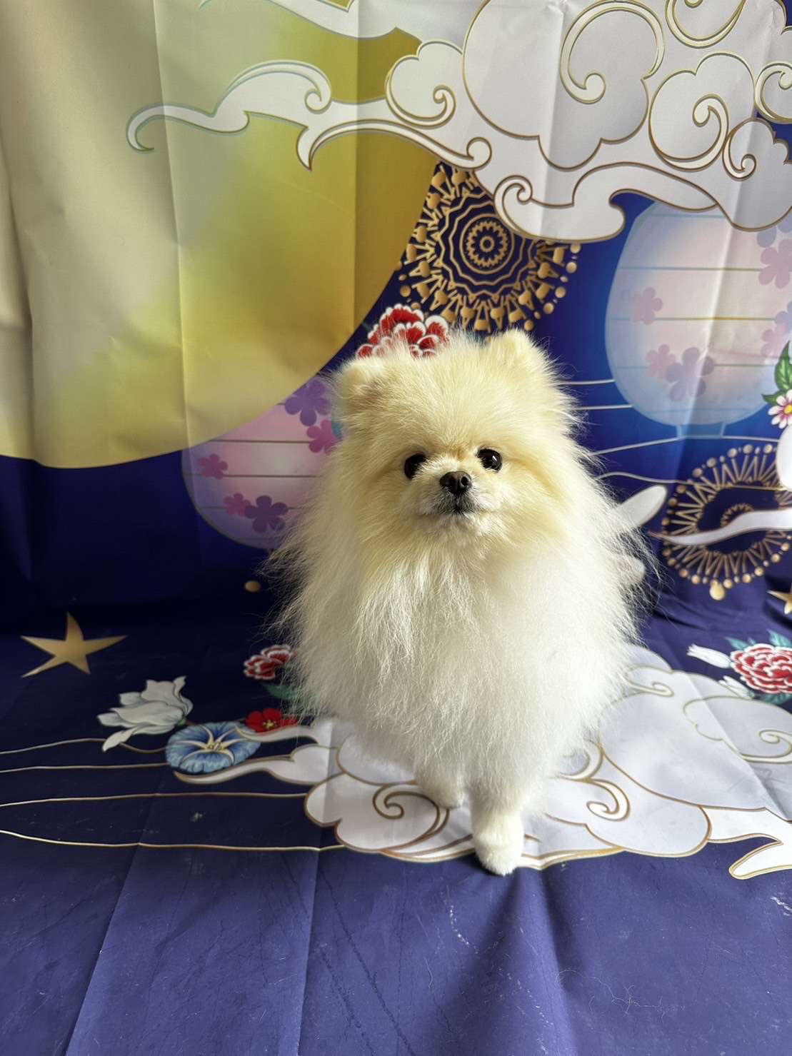 ポメラニアンのモナちゃん グルーミングコース