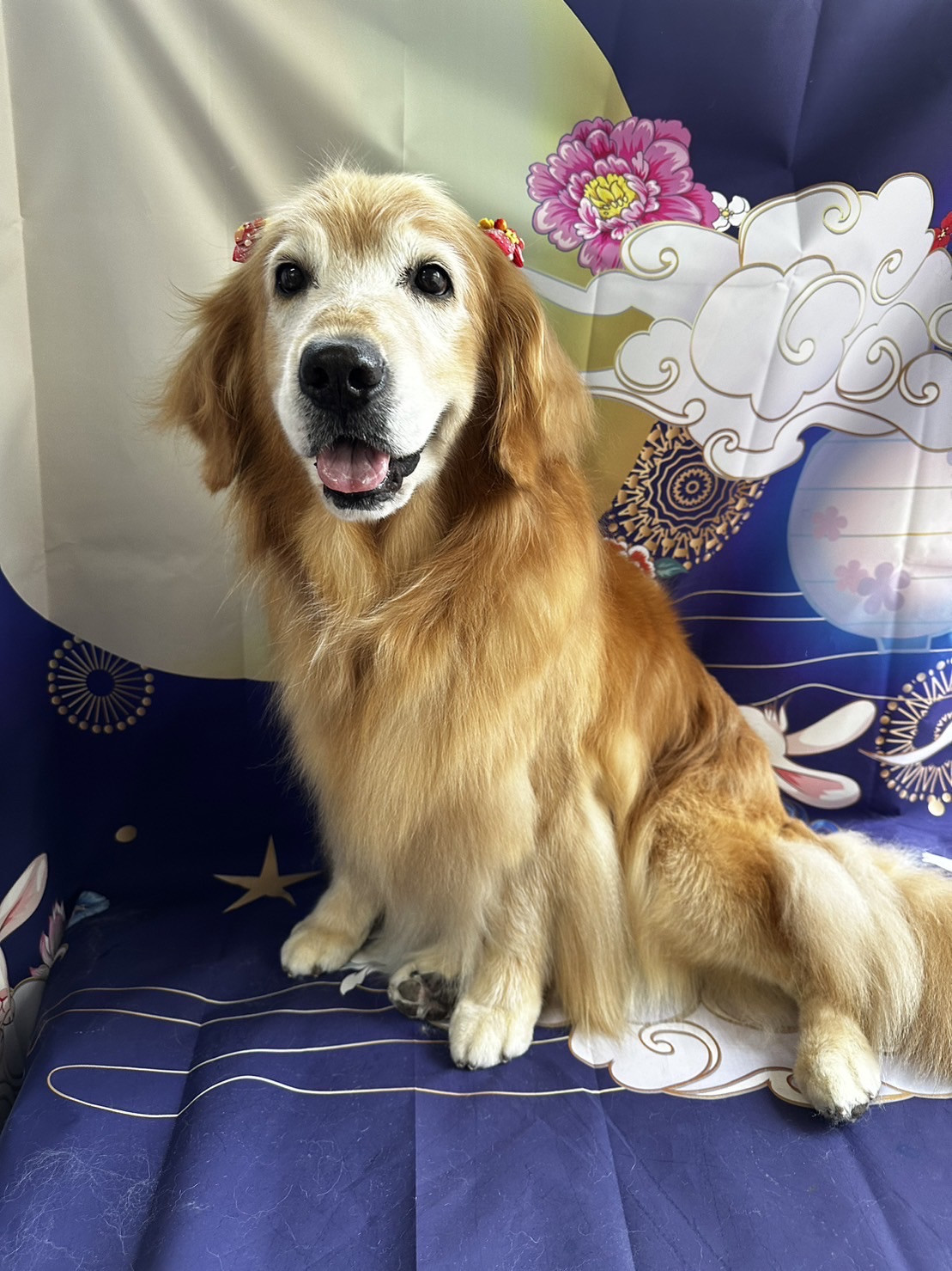 ゴールデンのマルちゃん グルーミングコース