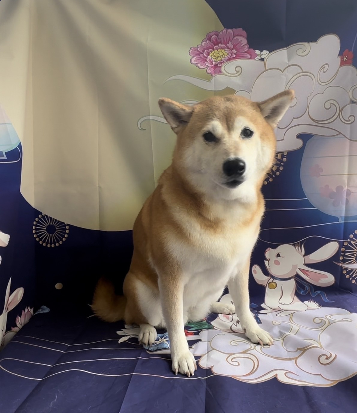 柴のモモちゃん グルーミングコース 炭酸泉