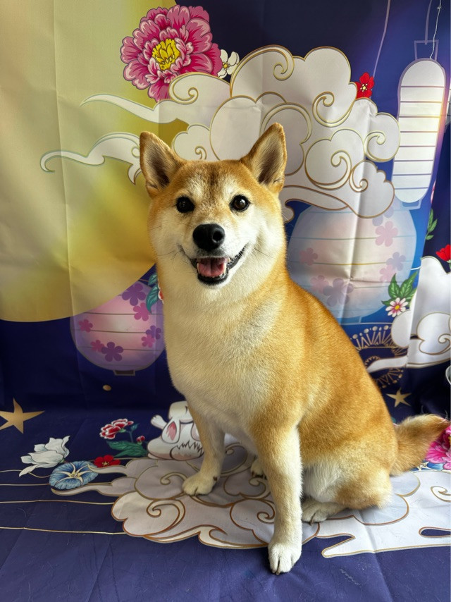 柴のハコちゃん グルーミングコース デンタル