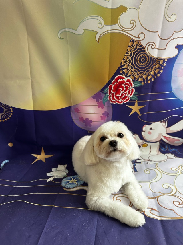 MIXのあやめちゃん トリミングコース