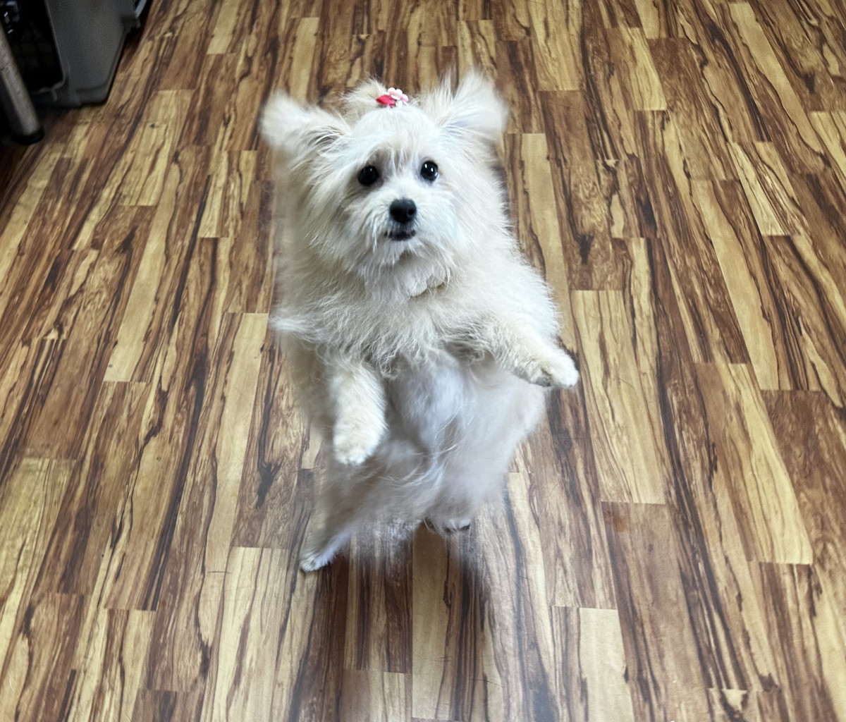 MIXのてぃあちゃん お泊まりの様子