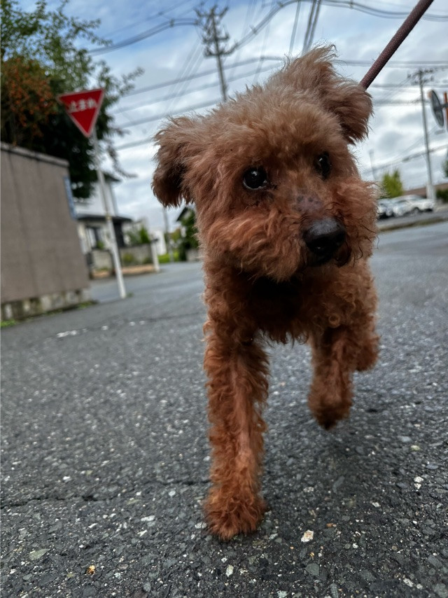 プードルのアルフちゃん お泊まりの様子