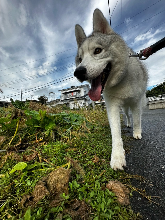ハスキーのししまるちゃん お泊まりの様子