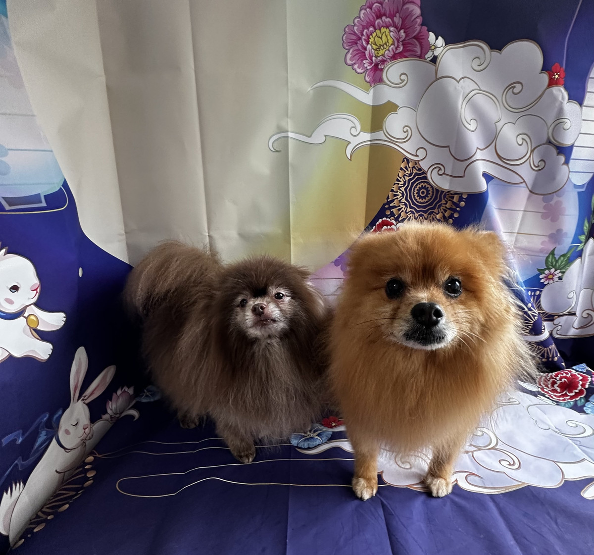 ポメラニアンのくりちゃん＆くるちゃん グルーミングコース