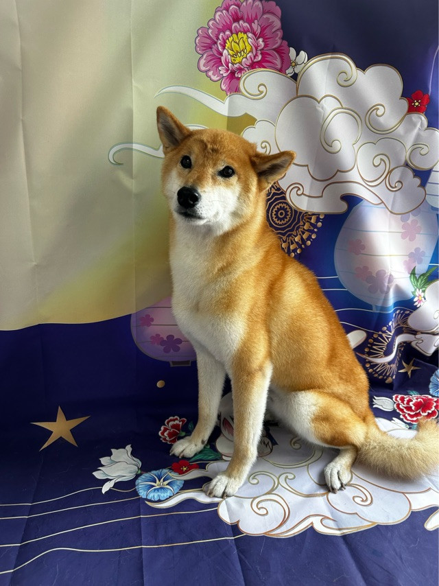 柴の力ちゃん シャンプーコース