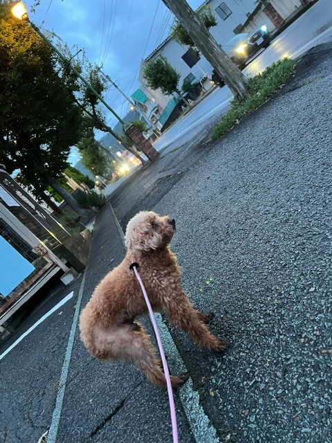 トイプードル アルフちゃん お泊まりの様子