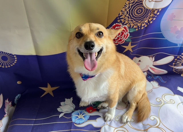 MIX ナッツちゃん グルーミングコース