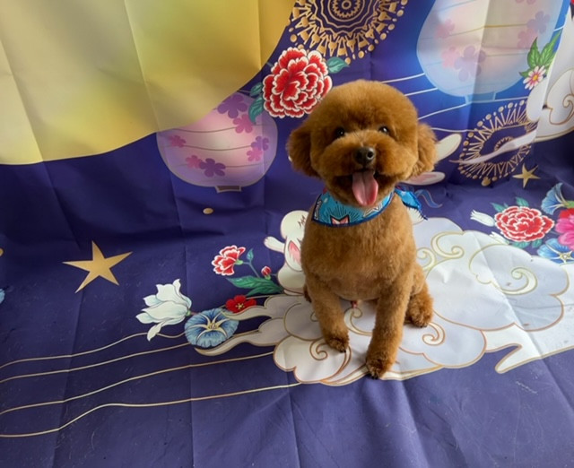 トイプードル イヴちゃん トリミングコース