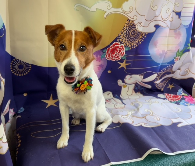 ジャックラッセルテリア マロンちゃん グルーミングコース