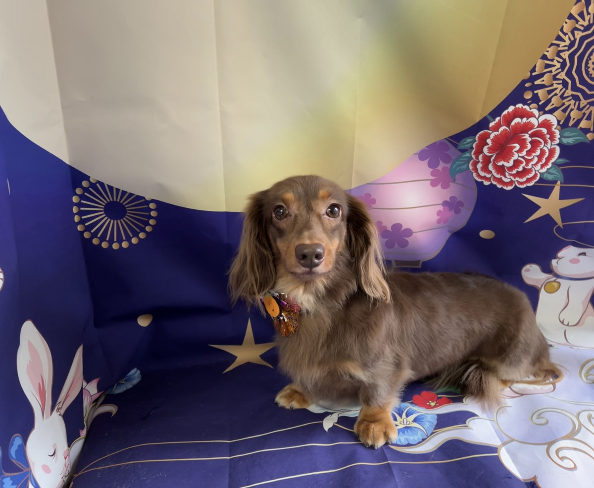 ダックスフンド ロロちゃん グルーミングコース