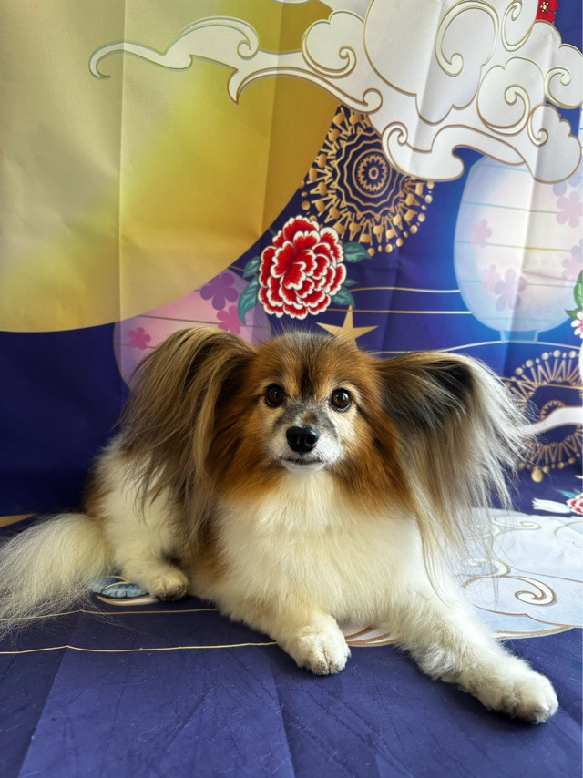 パピヨンのパピ助ちゃん グルーミングコース デンタル