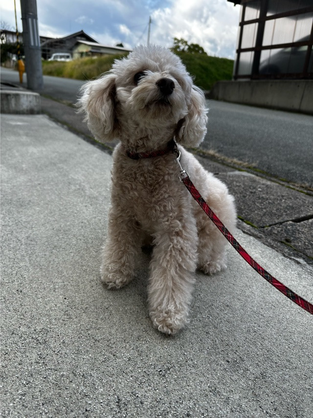 プードルのルルちゃん お泊まりの様子