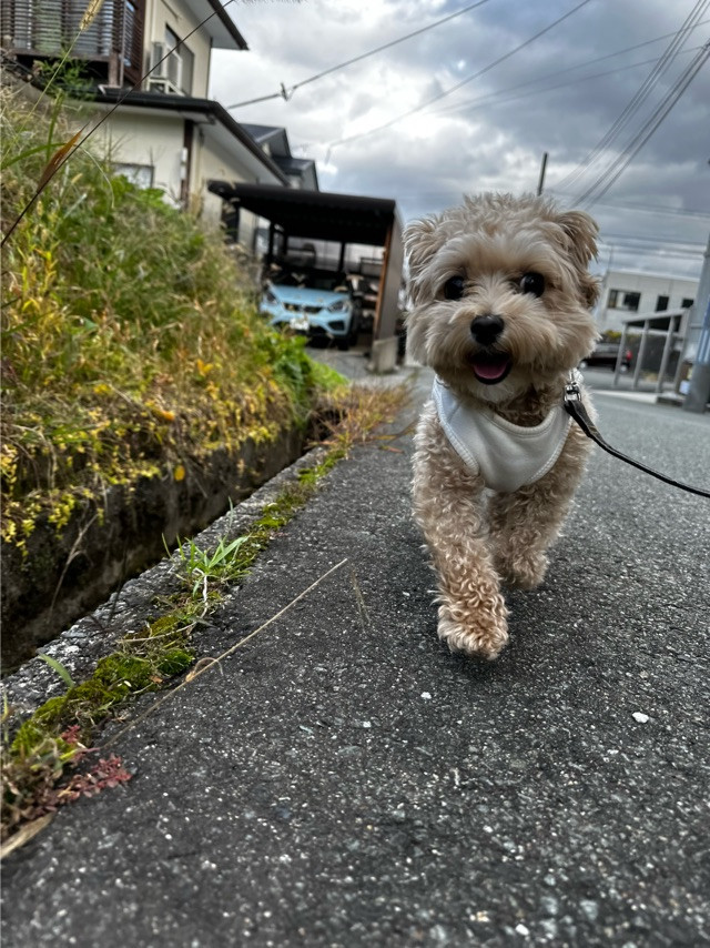 MIXのむぎちゃん お泊まりの様子