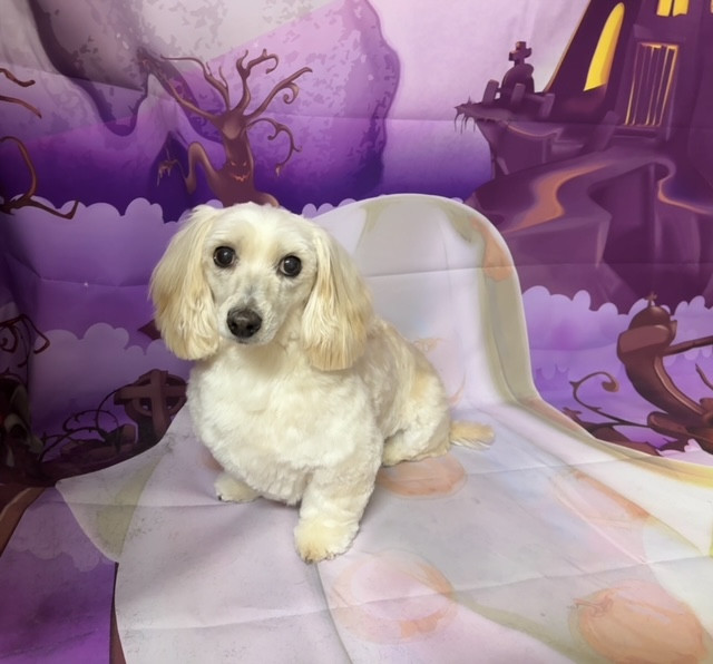 MIX チャロちゃん トリミングコース