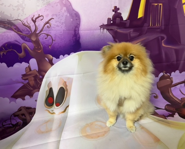 ポメラニアン ポメちゃん オプション