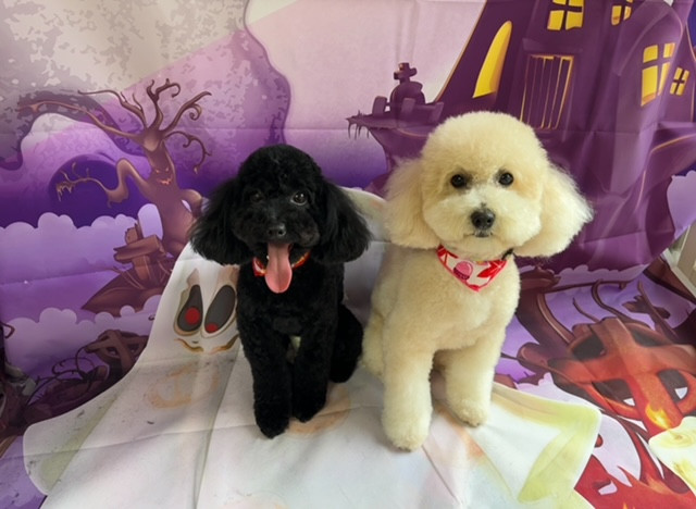 トイプードル 空ちゃん天ちゃん トリミングコース