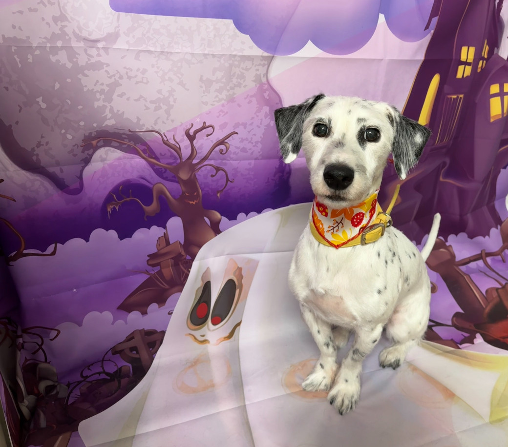 MIX アポロちゃん トリミングコース