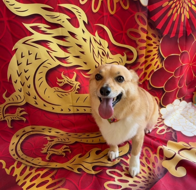 MIX ナッツちゃん グルーミングコース