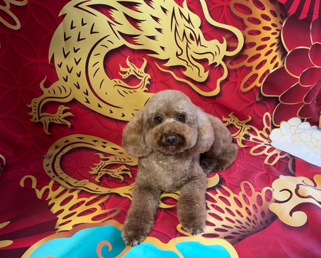 トイプードル 福太郎ちゃん グルーミングコース