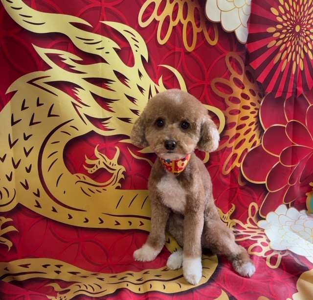 トイプードル Roiちゃん トリミングコース