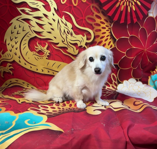 MIX アクアちゃん グルーミングコース