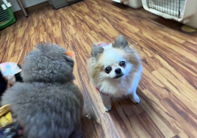 チワワ ライちゃん お泊まりの様子