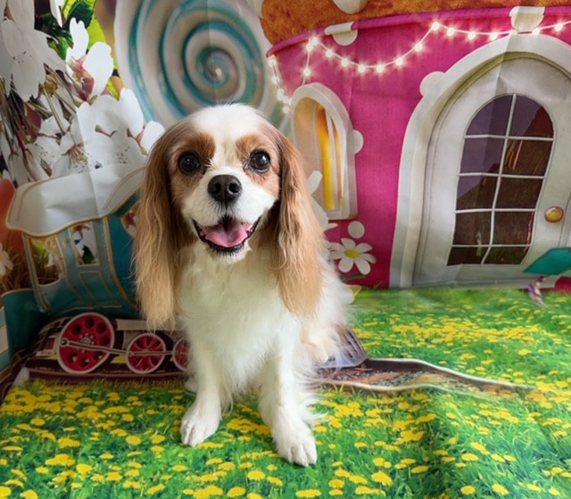 キャバリア レノンちゃん グルーミングコース